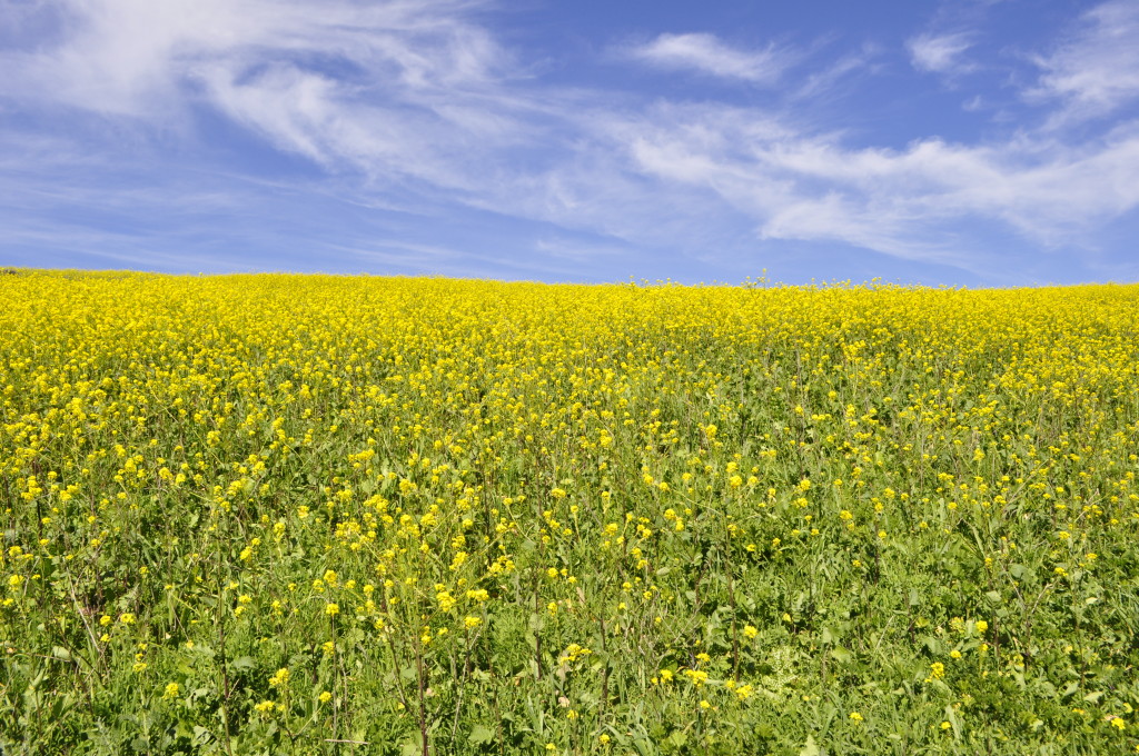 Wild Mustard Field on Santa Cruz Island, California