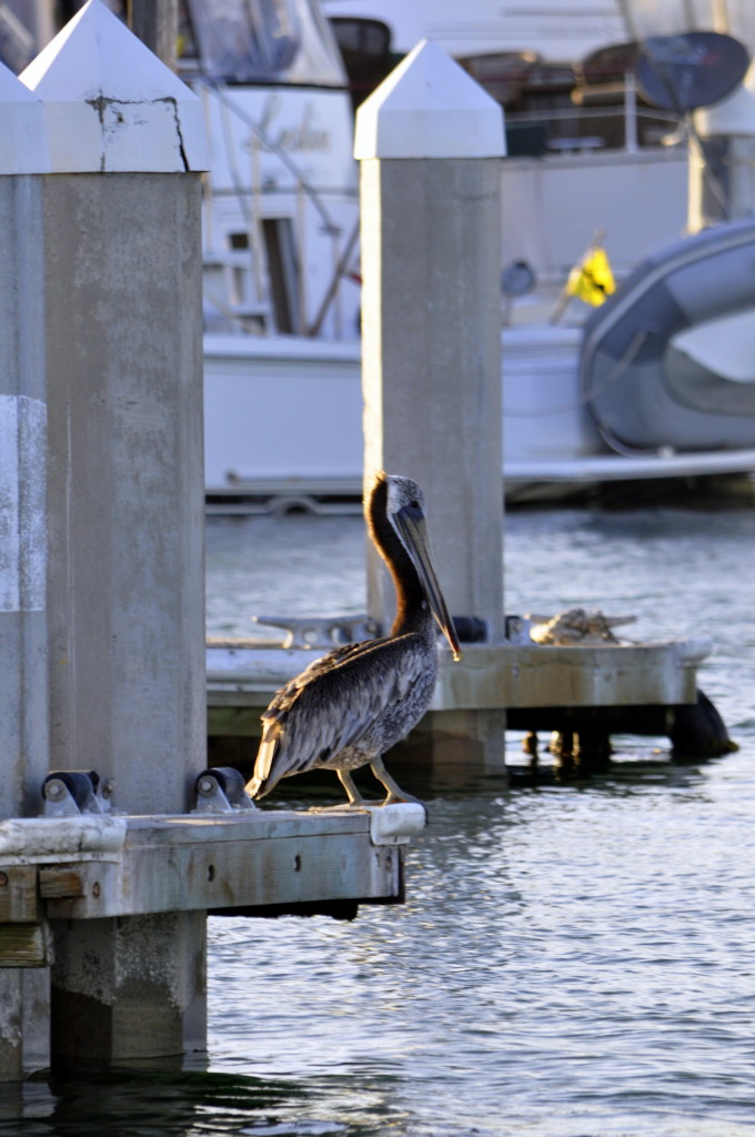 California Brown Pelican in Channel Islands Harbor