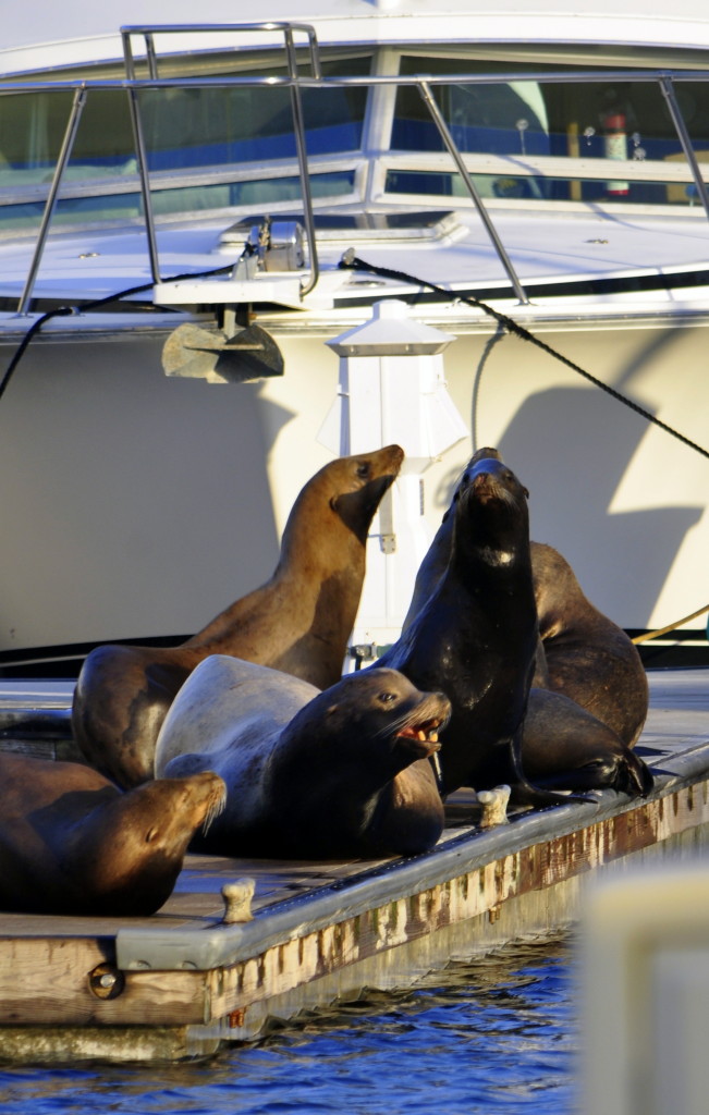 A bunch of noisy sea lions in Channel Islands Harbor.