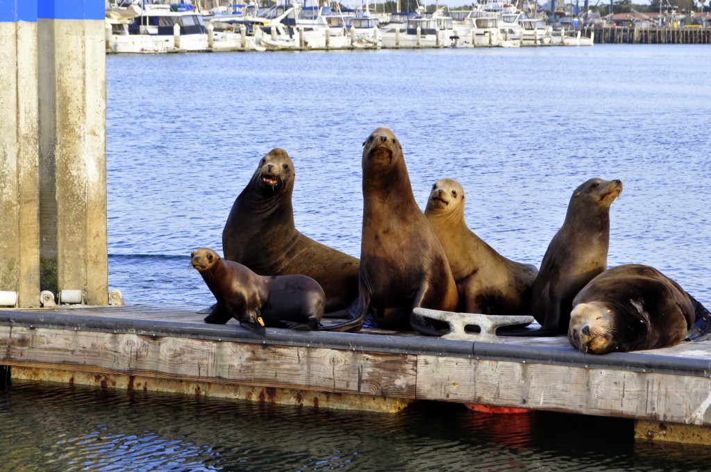 Sea lions in Ventura Harbor!